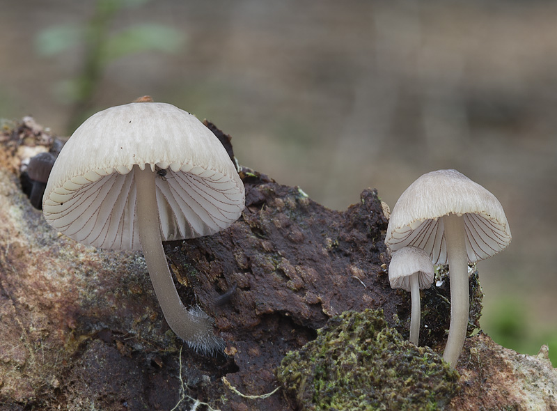 Mycena rubromarginata